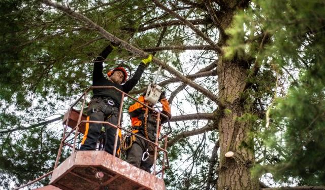 7 Red Flags That Mean It’s Time to Bring in a Tree Service for Safety
