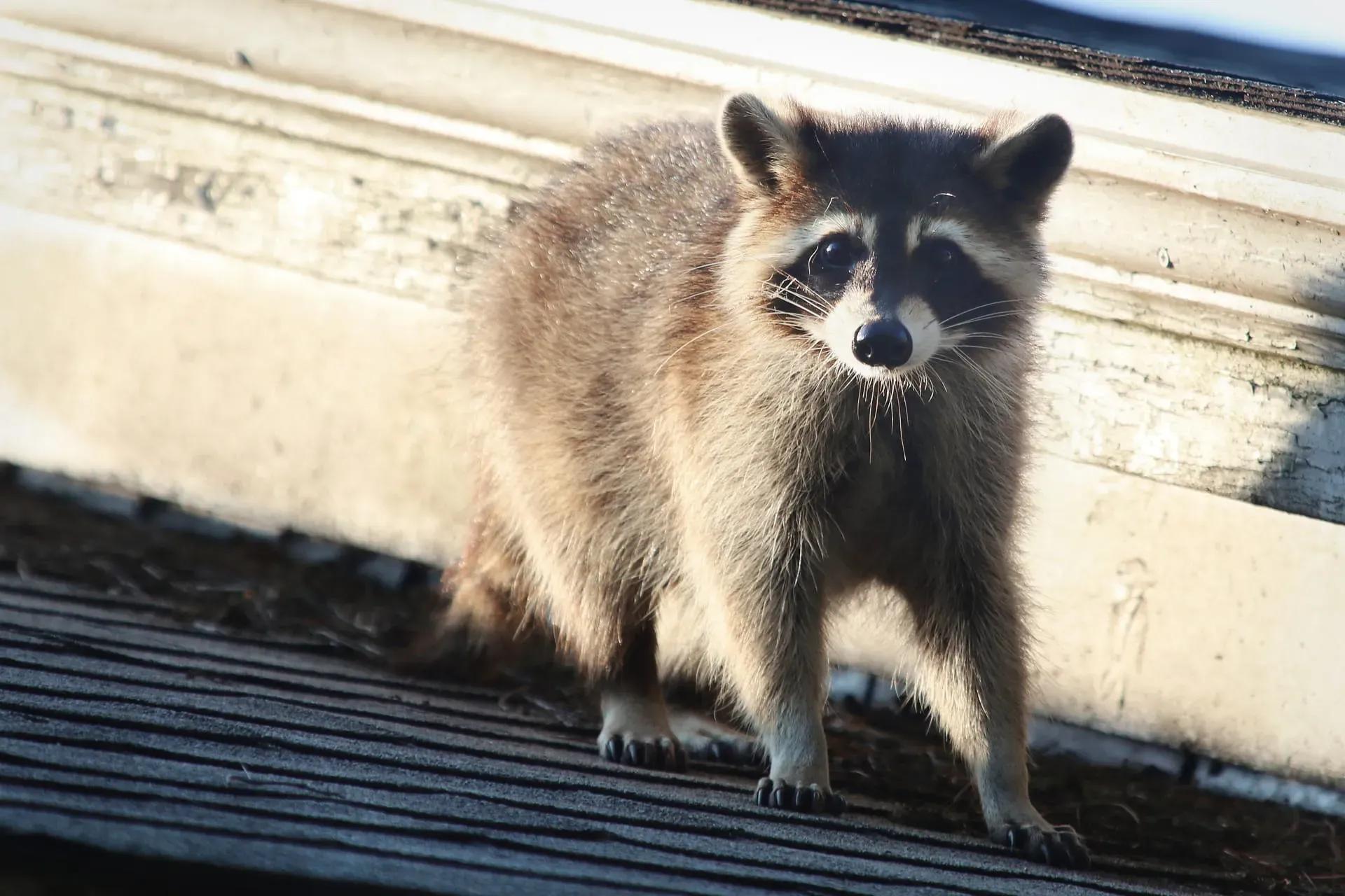 7 Signs Wildlife May Be Living in Your Attic