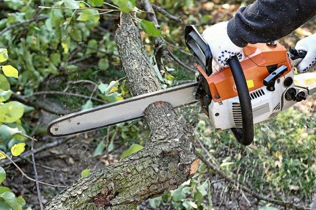 7 Clear Reasons Tree Removal Shouldn’t Be a DIY Project